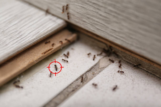 Best Cockroach Control Services  in Long Branch, NJ