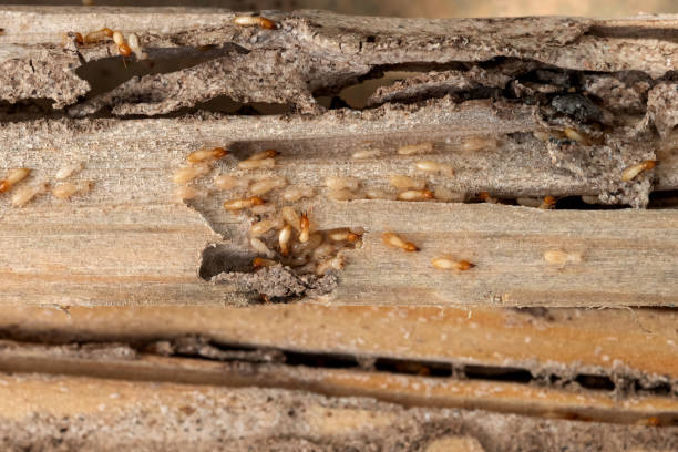 Best Bed Bug Extermination  in Long Branch, NJ